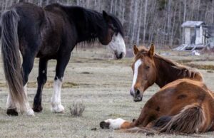 O governo de Alberta diz que a população de cavalos selvagens atingiu níveis “inaceitáveis”, discordam os defensores