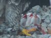 Três filhotes de falcão peregrino nascem em ninho no centro de Hamilton