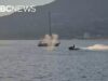 O que os velejadores de BC devem saber antes de entrar na água, após o ataque da Sea-Doo às baleias