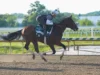 Conheça os cavalos que correm nas Estacas Preakness