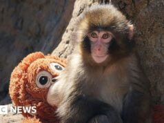 Dois homens são presos por fazerem acrobacias no recinto do famoso macaco Punch