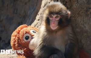 Dois homens são presos por fazerem acrobacias no recinto do famoso macaco Punch