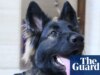 ‘Precisávamos de um Hitler que realmente vibrasse com o cachorro’: conheça Lexie, a primeira diretora de fotografia do mundo