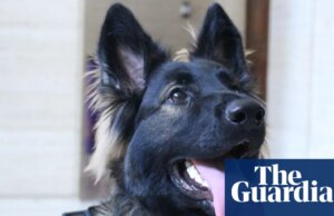 ‘Precisávamos de um Hitler que realmente vibrasse com o cachorro’: conheça Lexie, a primeira diretora de fotografia do mundo