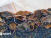‘É como um corpo em decomposição’: agricultores australianos combatem a praga dos ratos