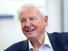 Nova espécie de vespa com o nome de Sir David Attenborough em seu 100º aniversário