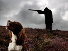 Cachorro atira em mulher em Nebraska