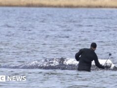 Baleia morta é rebocada para terra na Dinamarca antes de autópsia
