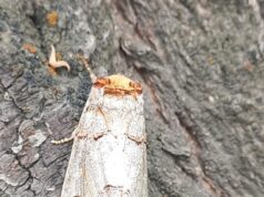 Nova mariposa invasora ameaça a economia baseada na agricultura de Ladakh