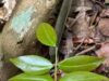 Planta encontrada na obscura floresta tropical brasileira parece estranhamente boa no combate à Covid-19