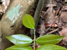 Planta encontrada na obscura floresta tropical brasileira parece estranhamente boa no combate à Covid-19