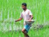 Governo afirma amplo estoque de fertilizantes para atender à demanda de Kharif; não há necessidade de comprar em pânico