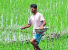 Governo afirma amplo estoque de fertilizantes para atender à demanda de Kharif; não há necessidade de comprar em pânico
