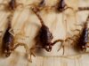 Veneno e pimenta oferecem uma chave para matar bactérias resistentes
