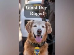 Cão policial segue seu nariz para encontrar adolescente autista desaparecido gritando por ajuda