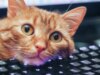 Atalhos de teclado que aprendi com meu gato