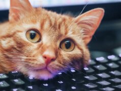 Atalhos de teclado que aprendi com meu gato