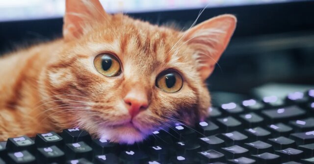 Keyboard-Shortcuts-I-Learned-From-My-Cat-Gear-670342072.jpg