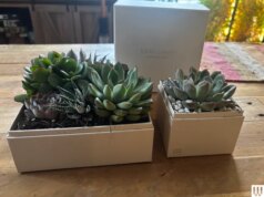 15 melhores presentes para amantes de plantas e jardineiros (2026)