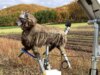 O Japão construiu lobos-robôs para impedir ataques de ursos, e eles estão saindo das prateleiras