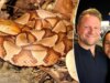 Picada de cobra Copperhead deixa a esposa do prefeito com ‘dores insuportáveis’, ele revela