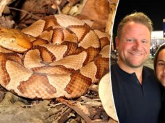 Picada de cobra Copperhead deixa a esposa do prefeito com ‘dores insuportáveis’, ele revela
