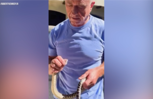 RFK Jr. responde aos críticos do manejo de cobras com um novo vídeo que o mostra lutando contra uma cascavel venenosa