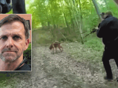 PEGADO EM VÍDEO: Bloodhound rastreia fugitivo armado das Forças Especiais na floresta após supostamente atirar na esposa