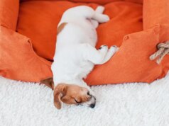 O Amazon Pet Days chegou: economize até 50% em brinquedos, guloseimas e muito mais