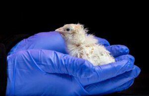 Pintinhos vivos nascidos de casca de ovo synthetic, diz empresa de biotecnologia
