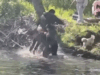 Castor raivoso ataca menino que pescava no lago de Nova Jersey, levando autoridades de saúde a alertar os moradores