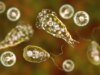 Esses parques nacionais populares estão repletos de amebas comedoras de cérebro