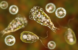 Esses parques nacionais populares estão repletos de amebas comedoras de cérebro