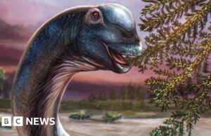 Novo dinossauro gigante identificado a partir de fósseis na Tailândia