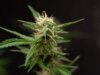 ‘Fumar maconha e ganhar Bitcoin’ com esta caneta Vape em nosso pesadelo cada vez mais distópico