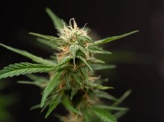 ‘Fumar maconha e ganhar Bitcoin’ com esta caneta Vape em nosso pesadelo cada vez mais distópico