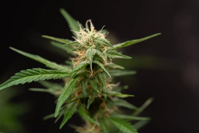 cannabisplant-1280x853.jpg