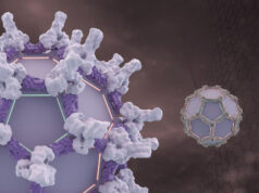 Laboratório do ganhador do Nobel da UW supera o desafio de criar gaiolas de proteínas mais espaçosas para fornecer medicamentos genéticos