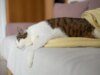 Veterinário em Los Angeles pegou gripe aviária H5N1 de gato infectado