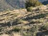 Um grande incentivo para uma ultramaratona de 400 quilômetros no Arizona