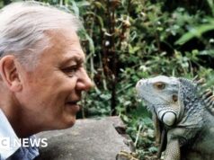 David Attenborough diz que está “oprimido” pelas mensagens do 100º aniversário