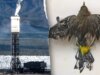 A usina photo voltaic de “energia limpa” da period Obama ainda usa combustíveis fósseis – e mata milhares de pássaros anualmente