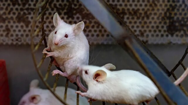 lab-mice.jpg