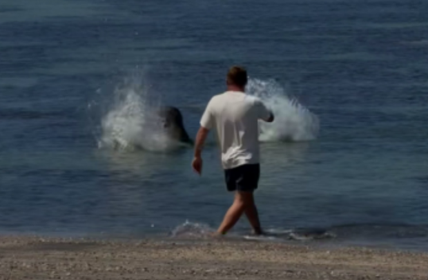 monk-seal-screenshot-2026-05-14-060640.png