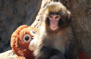 Turistas americanos presos no Japão após suposta invasão no recinto do macaco viral Punch