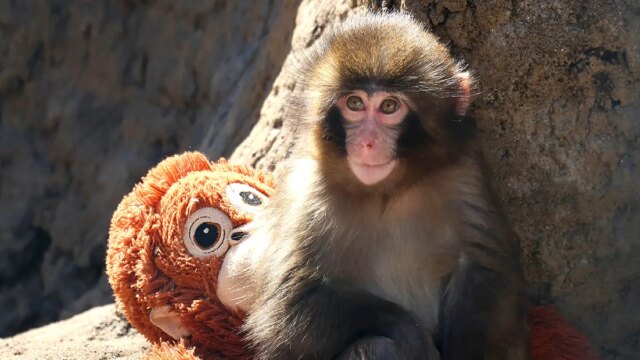 monkey-punch-japan.jpg