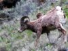 Natureza: ovelhas selvagens no estado de Washington