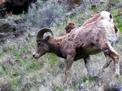 Natureza: ovelhas selvagens no estado de Washington