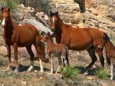 Natureza: Éguas e potros