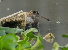 Esforços comunitários revitalizam o lago Nanmangalam em meio a desafios ambientais